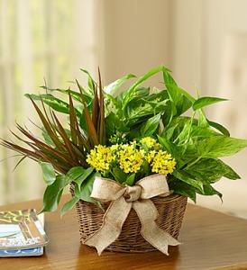 European Dish Garden – Blooms By Vickrey, Camp Hill PA