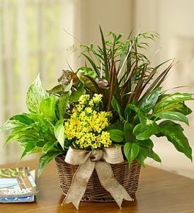 European Dish Garden – Blooms By Vickrey, Camp Hill PA