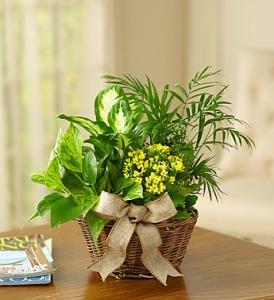 European Dish Garden – Blooms By Vickrey, Camp Hill PA