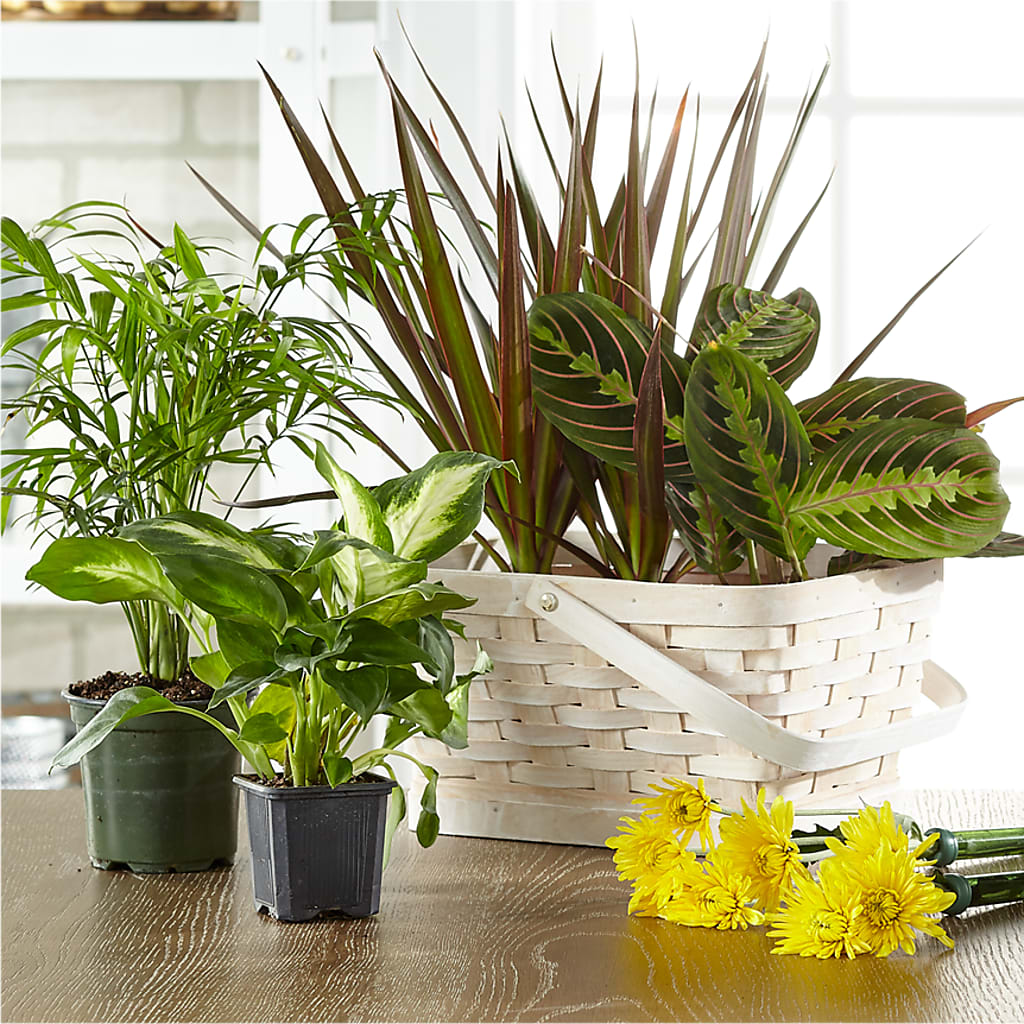 Florist Designed Blooming and Green Plants in a Basket – Blooms By Vickrey, Camp Hill PA
