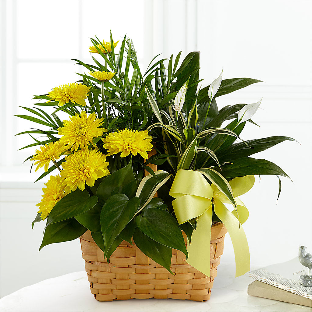 Loving Light Dishgarden – Blooms By Vickrey, Camp Hill PA