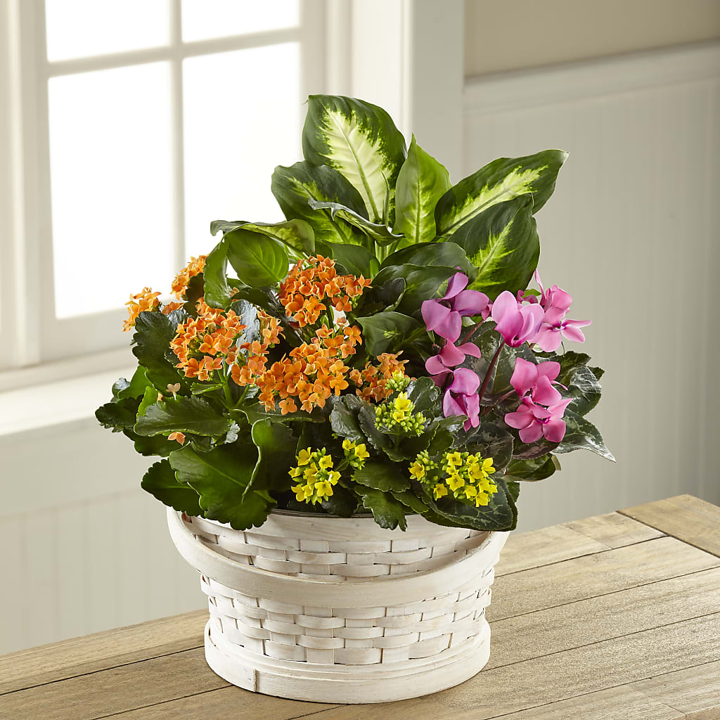 Color Crush Dishgarden – Blooms By Vickrey, Camp Hill PA