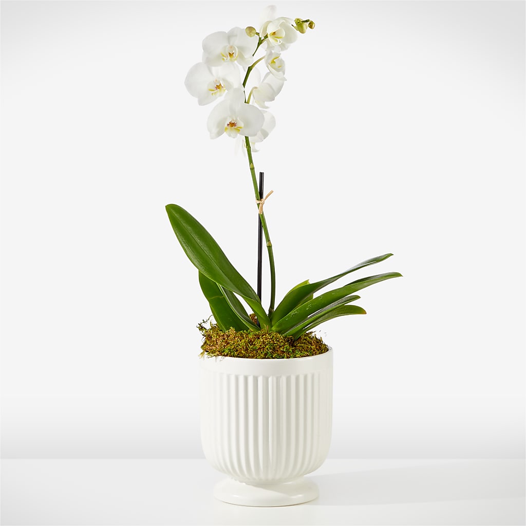 Whispering White Orchid – Blooms By Vickrey, Camp Hill PA