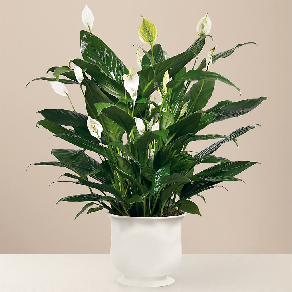 Comfort Planter – Blooms By Vickrey, Camp Hill PA
