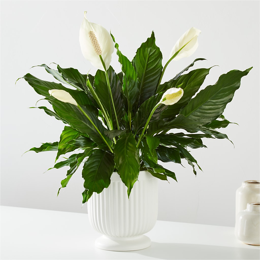 Comfort Planter – Blooms By Vickrey, Camp Hill PA