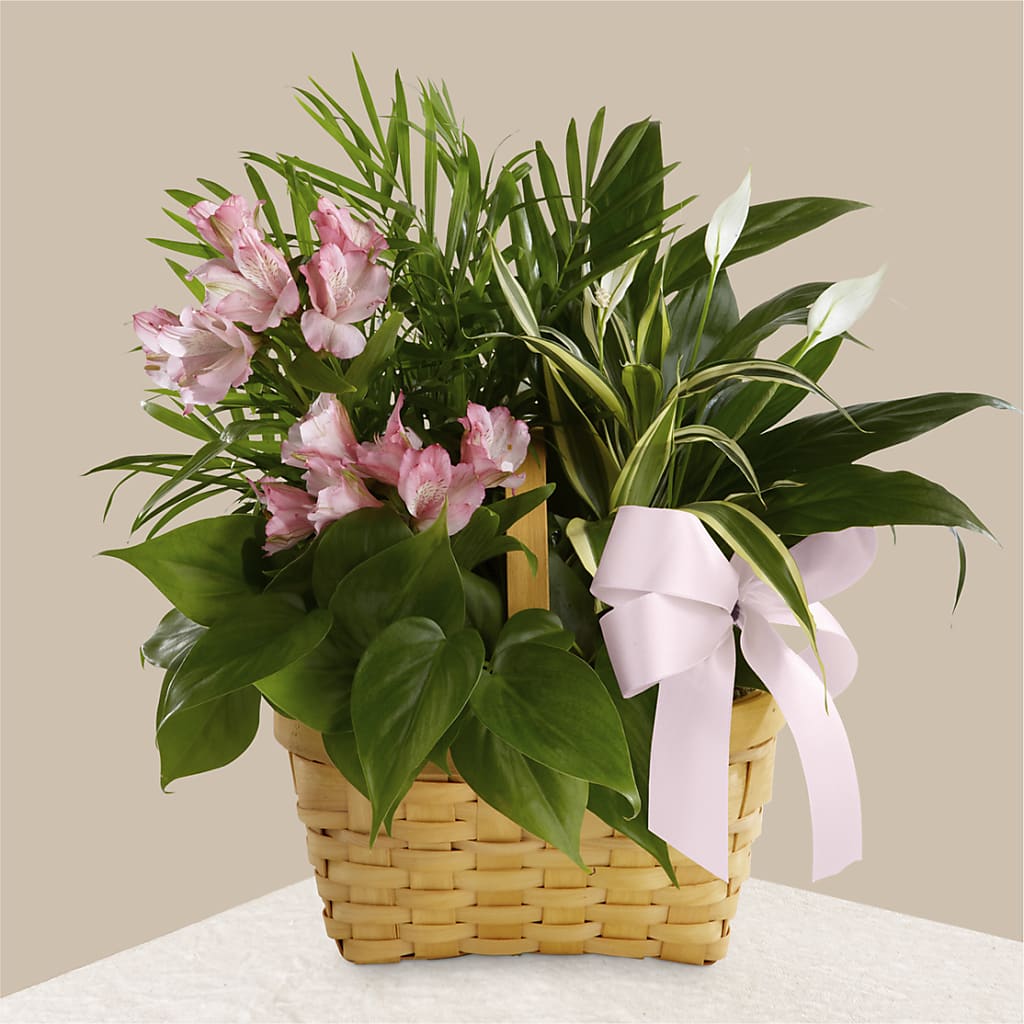 Living Spirit Dishgarden – Blooms By Vickrey, Camp Hill PA