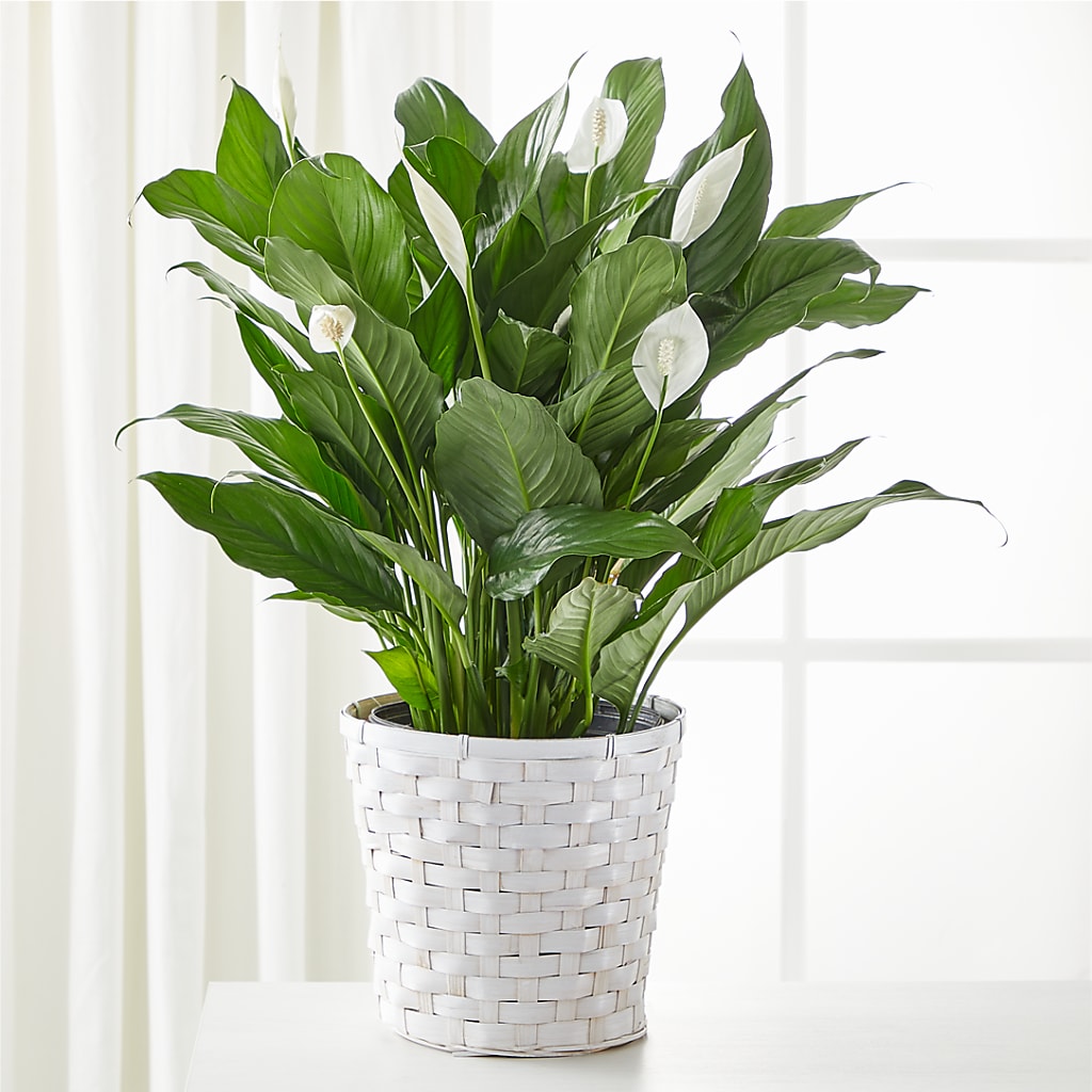 A New Leaf Peace Lily – Blooms By Vickrey, Camp Hill PA