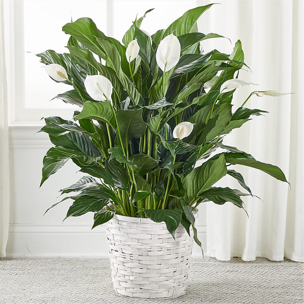 A New Leaf Peace Lily – Blooms By Vickrey, Camp Hill PA