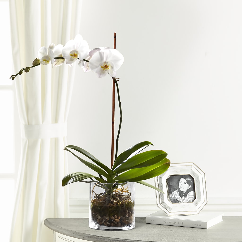 White Orchid Planter – Blooms By Vickrey, Camp Hill PA