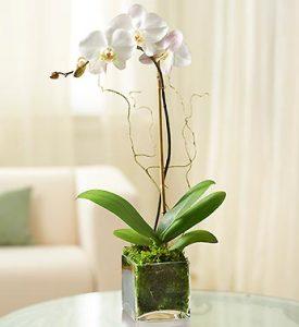 White Phalaenopsis Orchid –  Blooms By Vickrey, Camp Hill PA