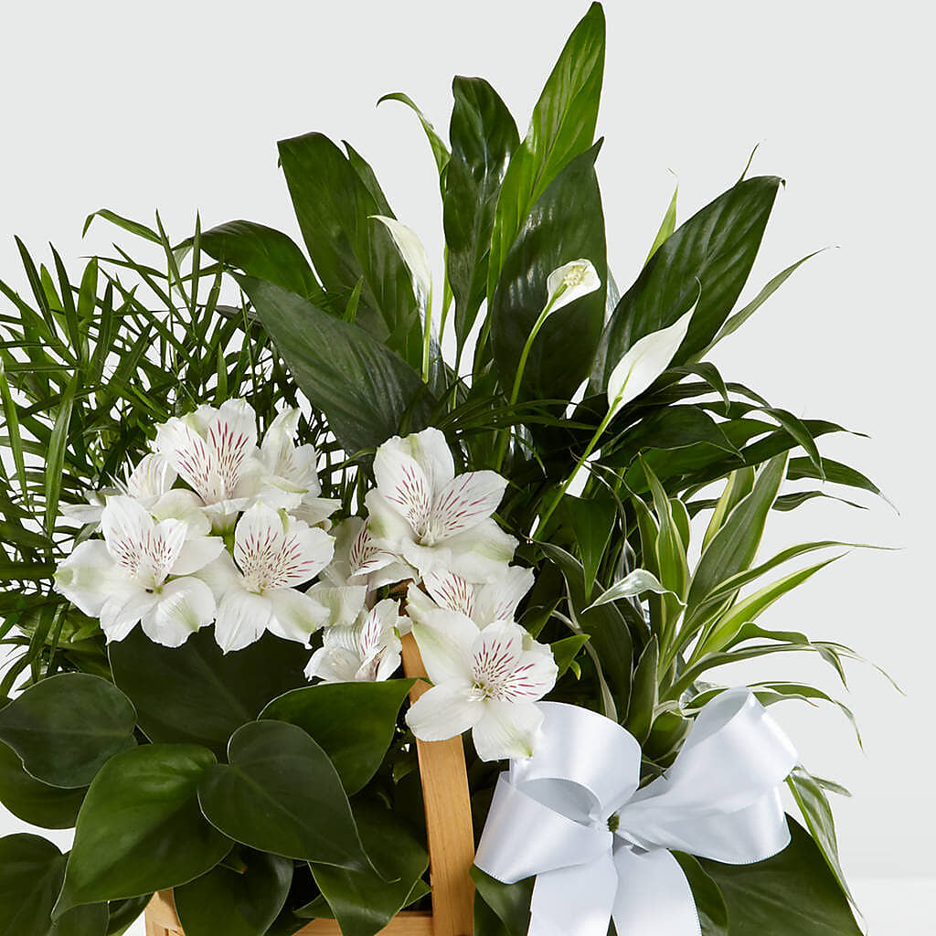 Peace & Serenity Dishgarden –  Blooms By Vickrey, Camp Hill PA