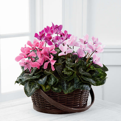 Mixed Cyclamen Planter –  Blooms By Vickrey, Camp Hill PA