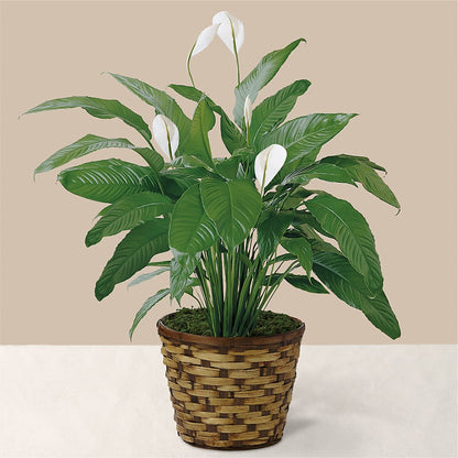 Tranquil Moments Peace Lily Plant –  Blooms By Vickrey, Camp Hill PA
