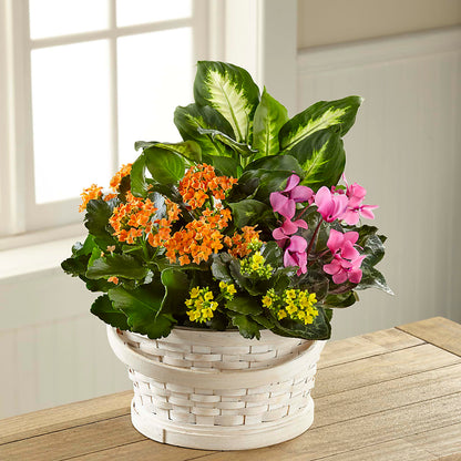 Color Crush Dishgarden –  Blooms By Vickrey, Camp Hill PA