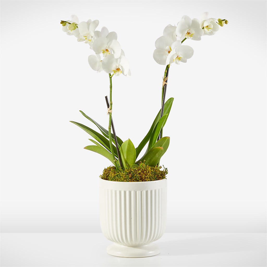 Whispering White Orchid –  Blooms By Vickrey, Camp Hill PA