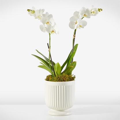 Whispering White Orchid –  Blooms By Vickrey, Camp Hill PA