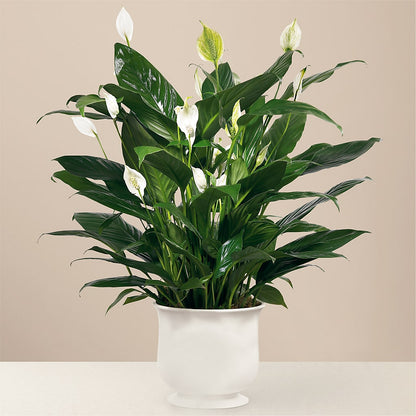 Comfort Planter –  Blooms By Vickrey, Camp Hill PA