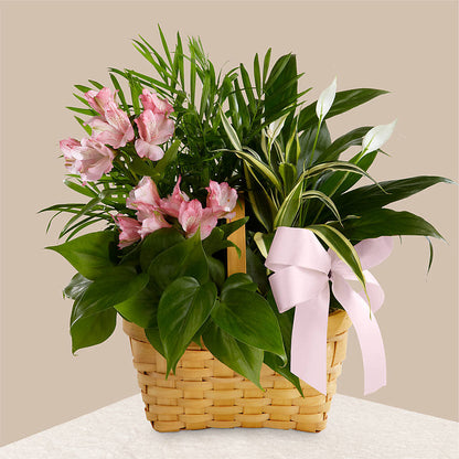 Living Spirit Dishgarden –  Blooms By Vickrey, Camp Hill PA