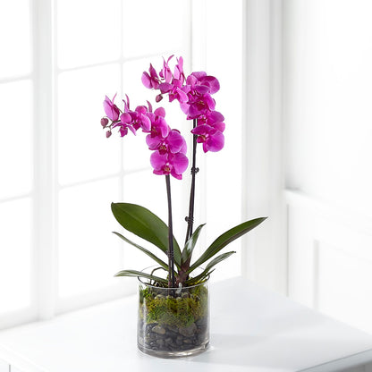 Pink Orchid Plant –  Blooms By Vickrey, Camp Hill PA