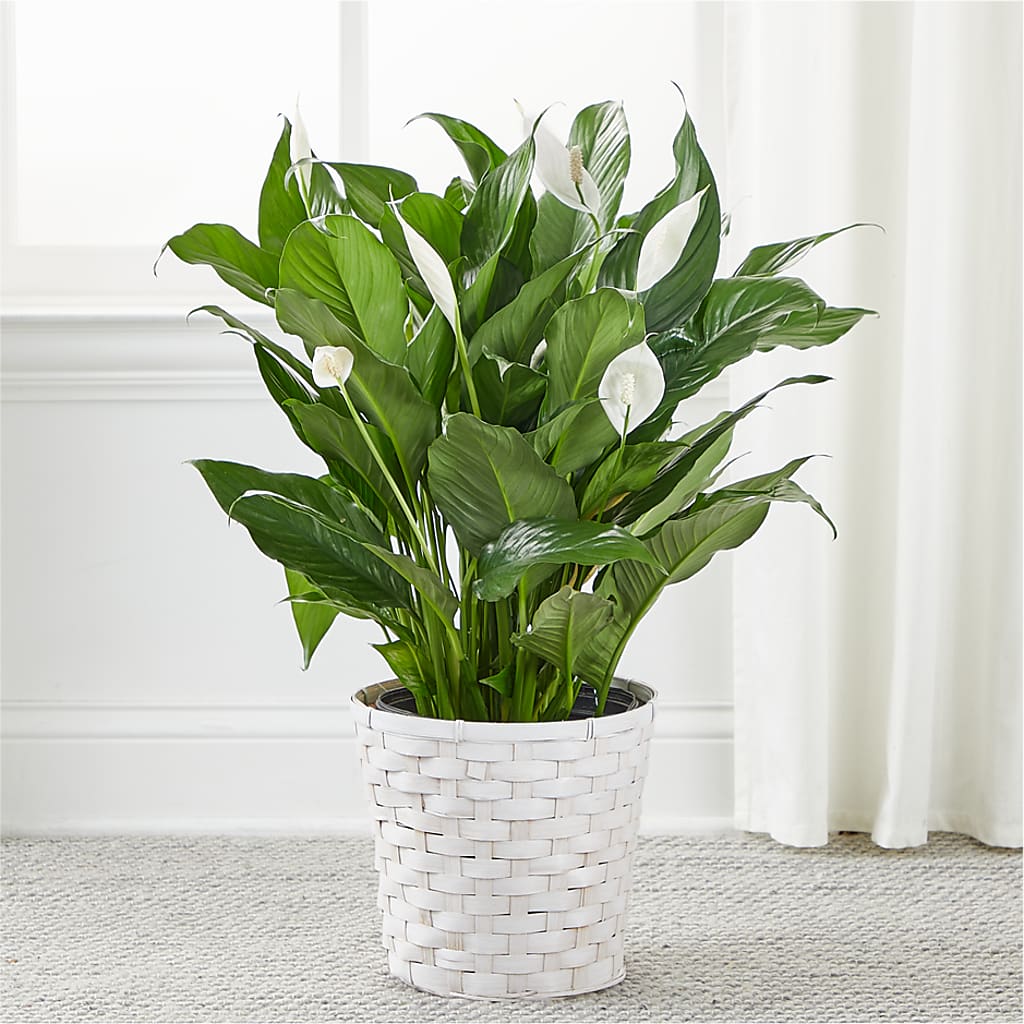 A New Leaf Peace Lily –  Blooms By Vickrey, Camp Hill PA