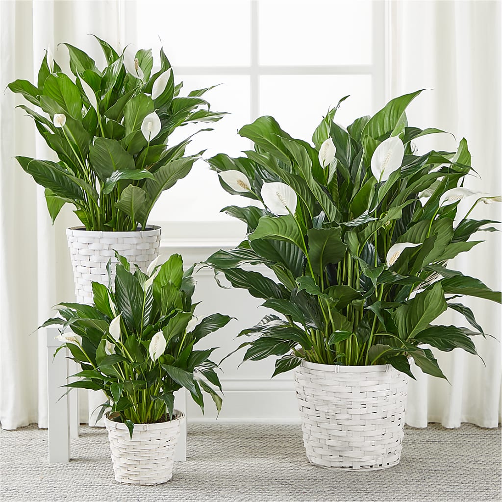 A New Leaf Peace Lily –  Blooms By Vickrey, Camp Hill PA