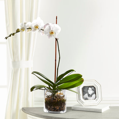 White Orchid Planter –  Blooms By Vickrey, Camp Hill PA