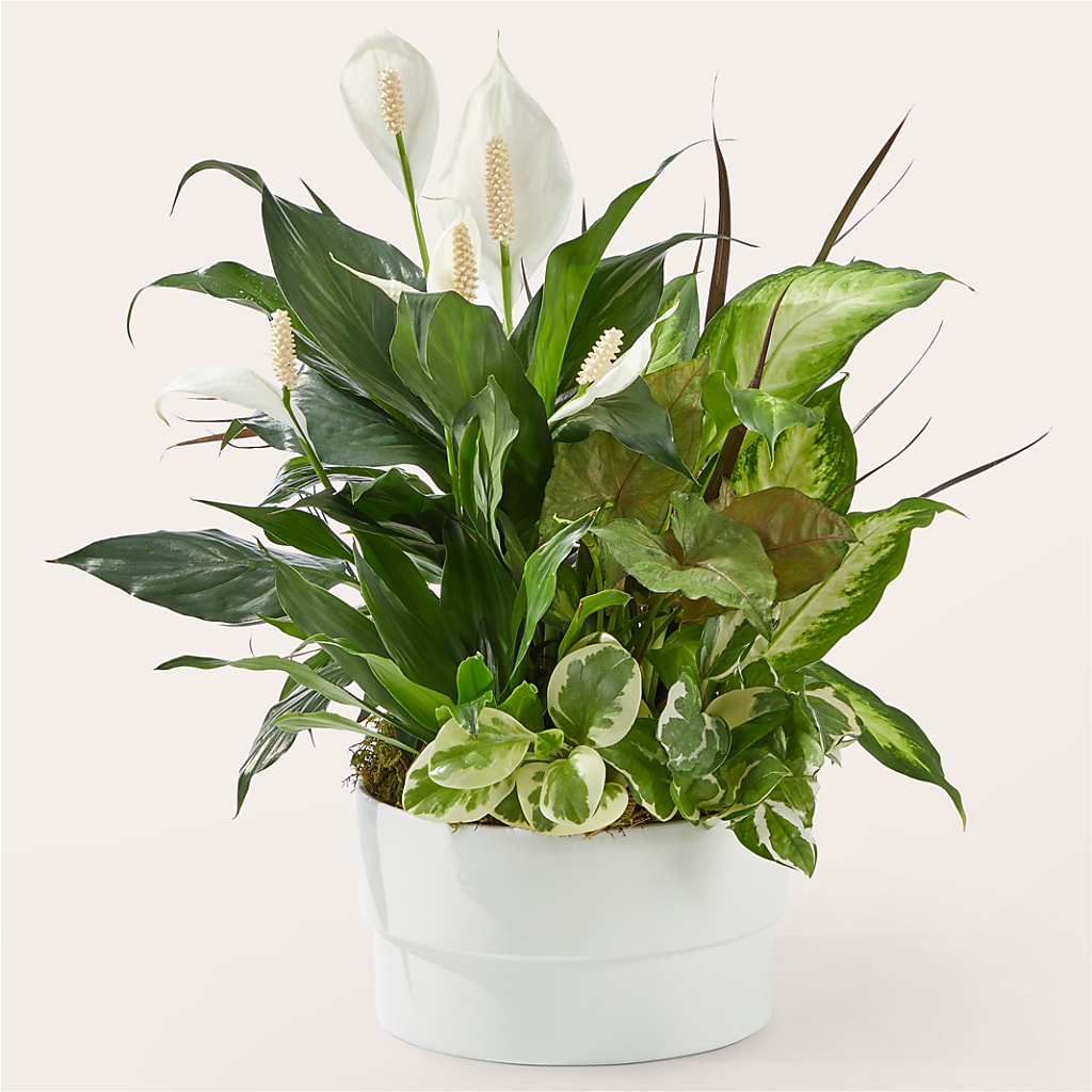 Radiating Positivity Dishgarden –  Blooms By Vickrey, Camp Hill PA
