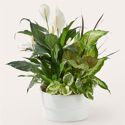 Radiating Positivity Dishgarden –  Blooms By Vickrey, Camp Hill PA